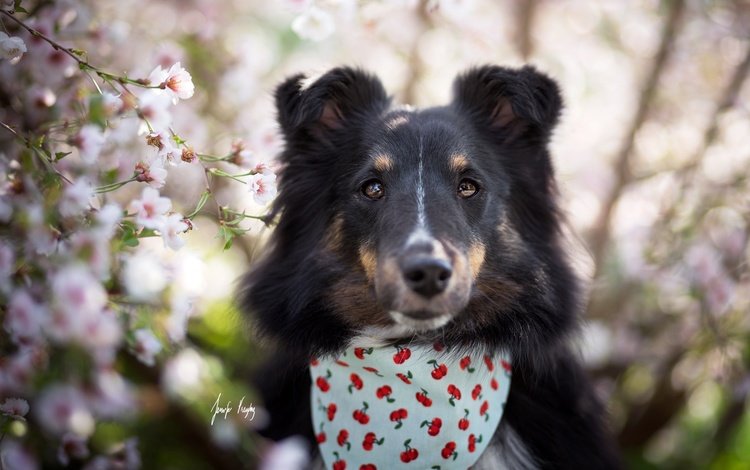 глаза, взгляд, собака, весна, друг, jenni freytag, eyes, look, dog, spring, each