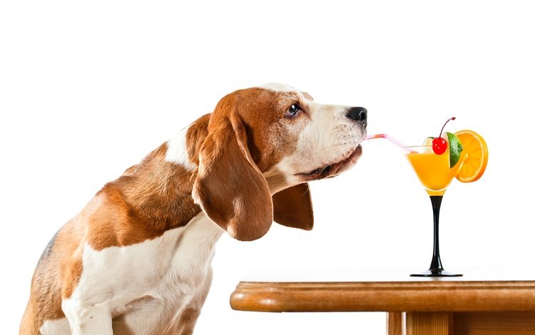 стол, собака, юмор, белый фон, коктейль, трубочка, бигль, table, dog, humor, white background, cocktail, tube, beagle