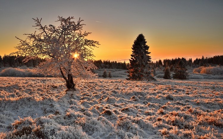 свет, деревья, дерево, зима, утро, иней, light, trees, tree, winter, morning, frost
