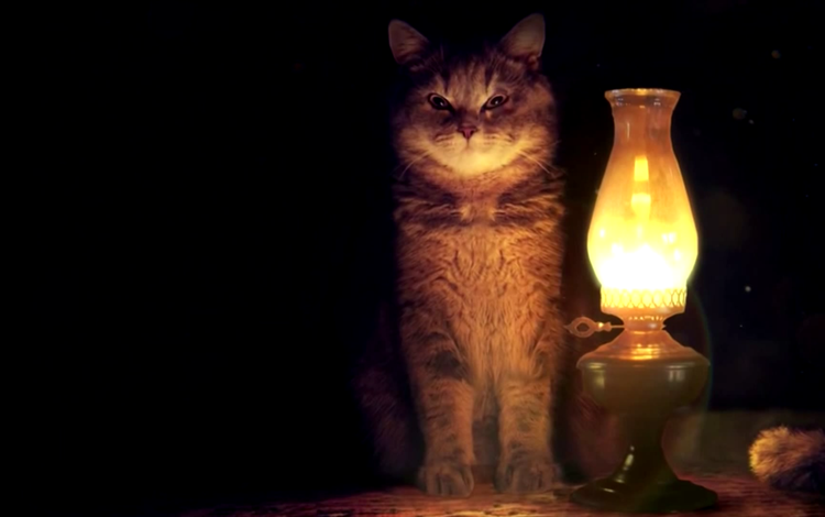 свет, фон, кот, кошка, взгляд, лампа, light, background, cat, look, lamp