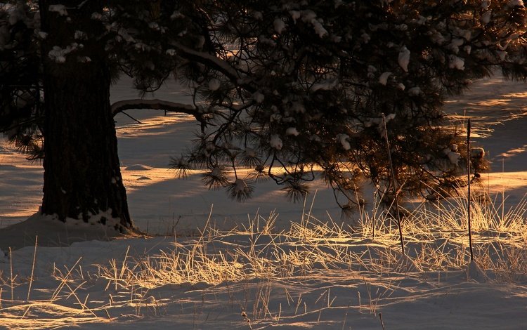 свет, снег, дерево, хвоя, зима, утро, ветки, сосна, light, snow, tree, needles, winter, morning, branches, pine