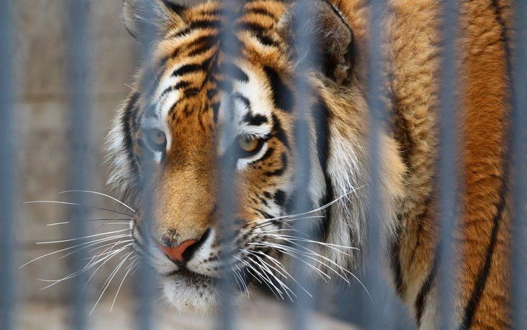 тигр, глаза, морда, взгляд, хищник, клетка, зоопарк, tiger, eyes, face, look, predator, cell, zoo