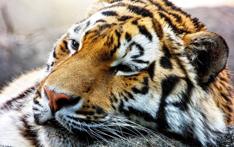 тигр, хищник, большая кошка, спящий, тигр.животные, tiger, predator, big cat, sleep, tiger.animals