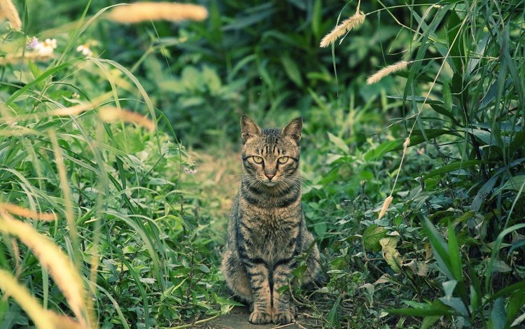 глаза, трава, фон, кот, усы, кошка, взгляд, eyes, grass, background, cat, mustache, look