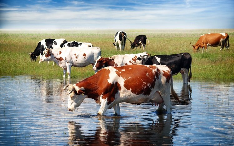 небо, трава, облака, корова, водопой, коровы, домашний скот, the sky, grass, clouds, cow, drink, cows, livestock