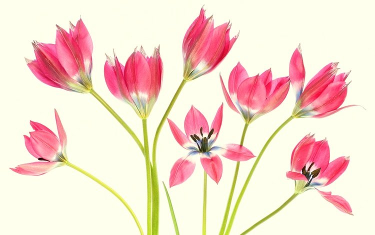 цветы, фон, лепестки, тюльпаны, стебли, flowers, background, petals, tulips, stems