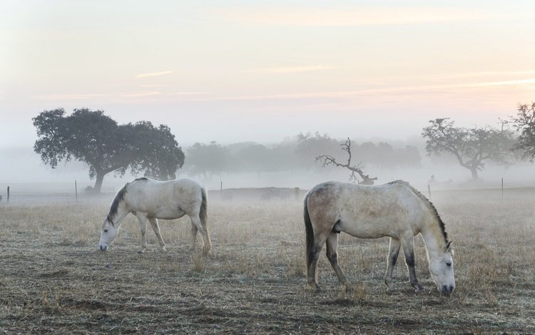 утро, туман, кони, morning, fog, horses