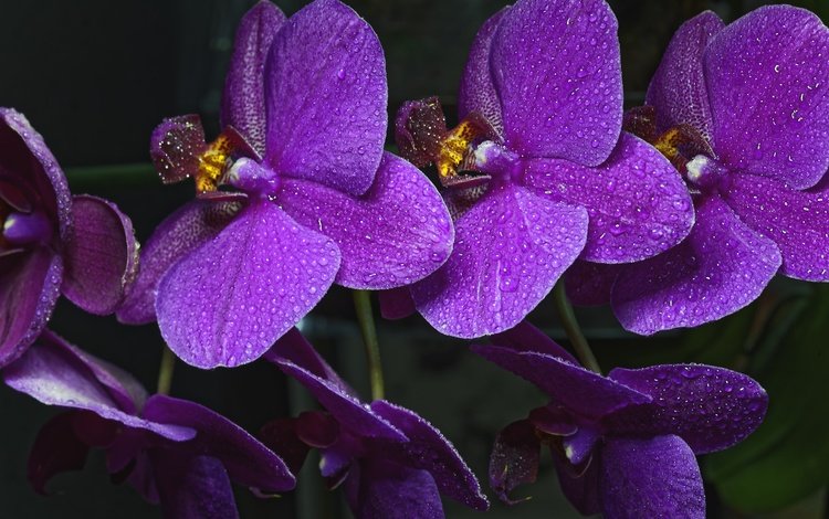 цветы, ветка, капли, лепестки, орхидея, фиолетовые, капельки росы, фаленопсис, flowers, branch, drops, petals, orchid, purple, drops of dew, phalaenopsis