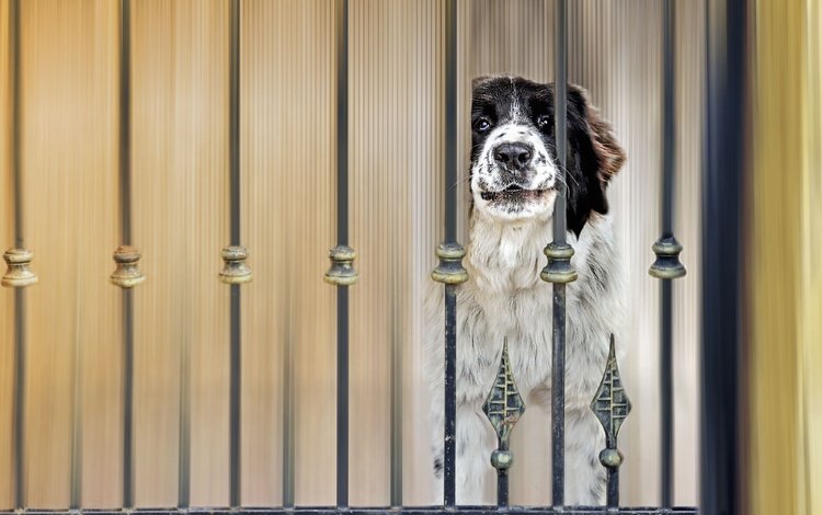 глаза, морда, взгляд, забор, собака, пес, eyes, face, look, the fence, dog