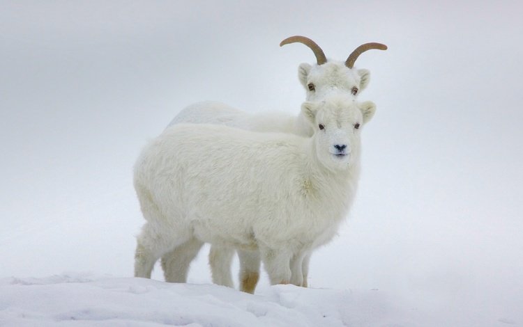 зима, рога, канада, бараны, юкон, баран далла, winter, horns, canada, sheep, yukon, sheep dalla