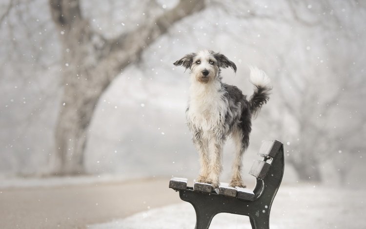 снег, зима, собака, друг, скамья, calis pictures, snow, winter, dog, each, bench