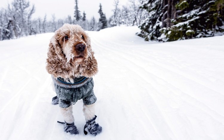 снег, зима, собака, холод, спаниель, кокер-спаниель, snow, winter, dog, cold, spaniel, cocker spaniel