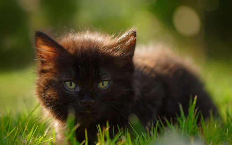 глаза, трава, кошка, взгляд, котенок, eyes, grass, cat, look, kitty