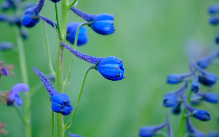 цветы, синие, дельфиниум, jazzmatica, flowers, blue, delphinium