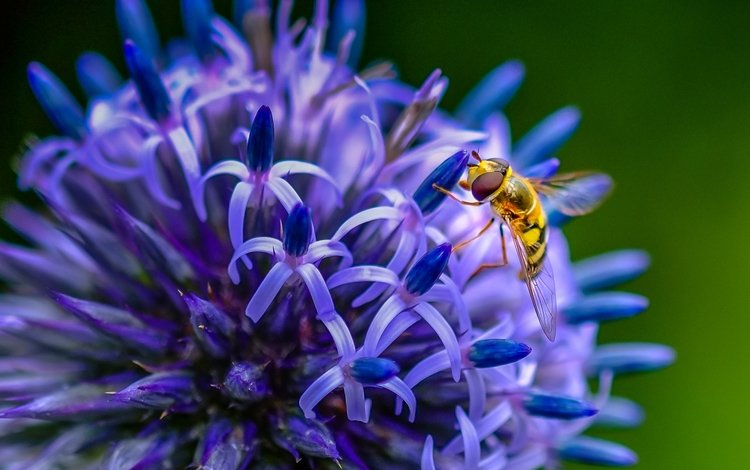 насекомое, цветок, пчела, insect, flower, bee