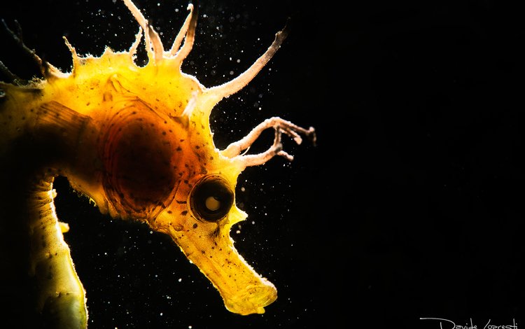 морской конек, подводный мир, davide lopresti, seahorse, underwater world