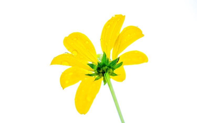 желтый, цветок, капли, лепестки, белый фон, эхинацея, yellow, flower, drops, petals, white background, echinacea