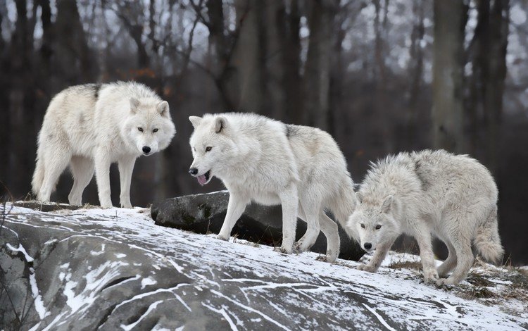 зима, хищники, волки, стая, winter, predators, wolves, pack