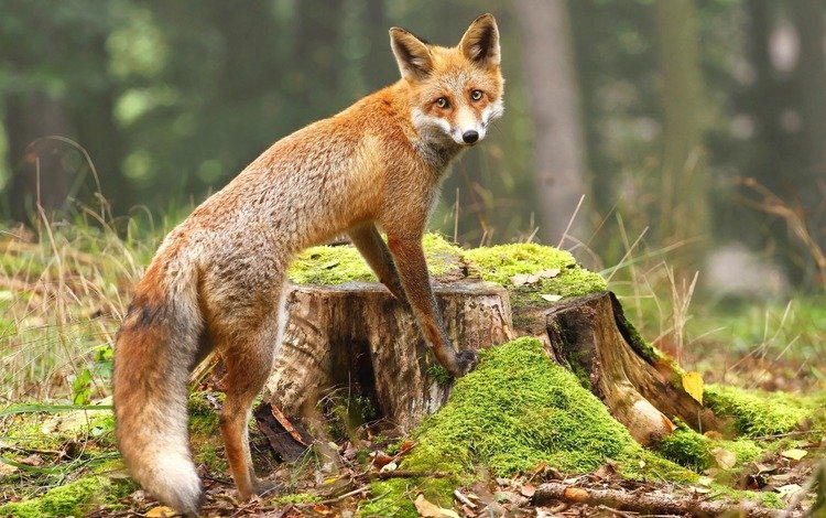 взгляд, лиса, мох, лисица, животное, пень, look, fox, moss, animal, stump