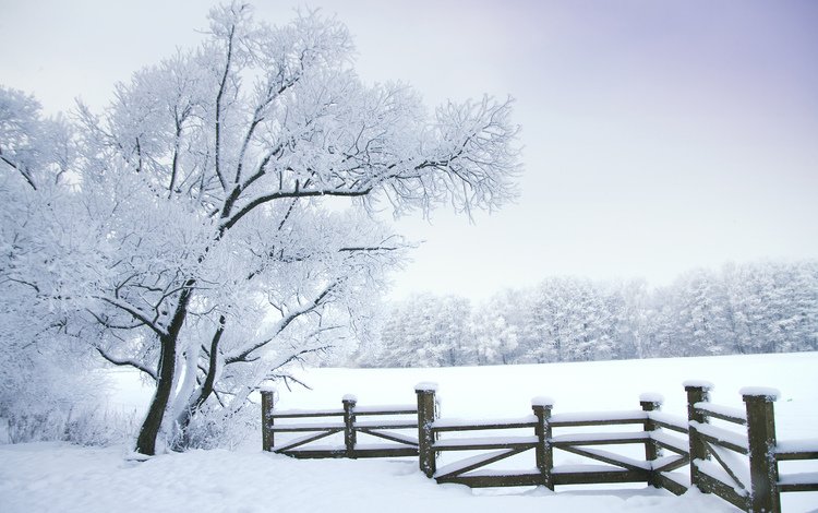 деревья, снег, природа, лес, зима, пейзаж, забор, природа. деревья, trees, snow, nature, forest, winter, landscape, the fence, nature. trees