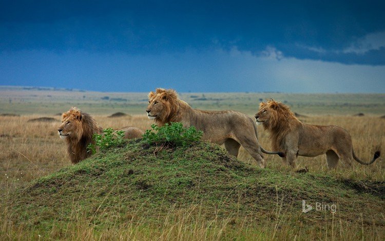 большая кошка, львы, лев, хищники, bing, прайд, 2017, big cat, lions, leo, predators, pride