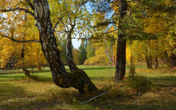 деревья, природа, лес, осень, россия, урал, trees, nature, forest, autumn, russia, ural