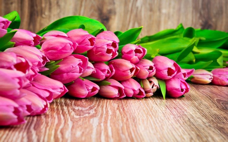 цветы, бутоны, весна, тюльпаны, flowers, buds, spring, tulips