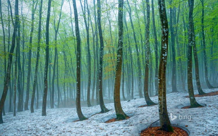 деревья, природа, лес, зима, стволы, bing, trees, nature, forest, winter, trunks