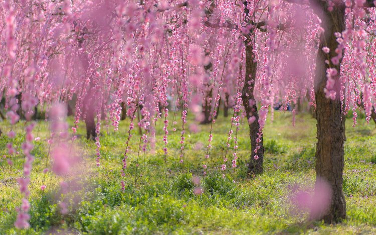 деревья, цветение, ветки, весна, сакура, trees, flowering, branches, spring, sakura