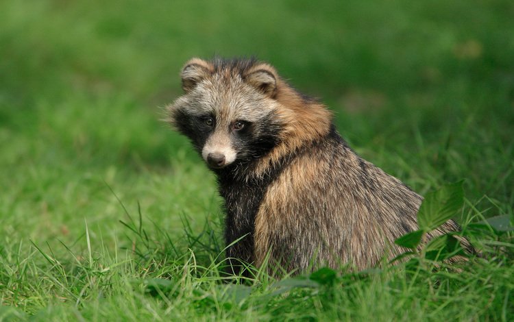 глаза, трава, мордочка, взгляд, енот, енот-полоскун, eyes, grass, muzzle, look, raccoon