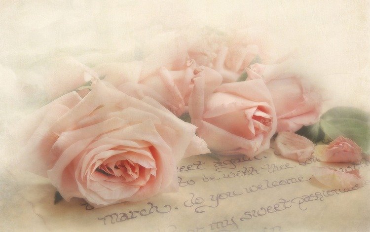 цветы, розы, лепестки, букет, письмо, flowers, roses, petals, bouquet, letter