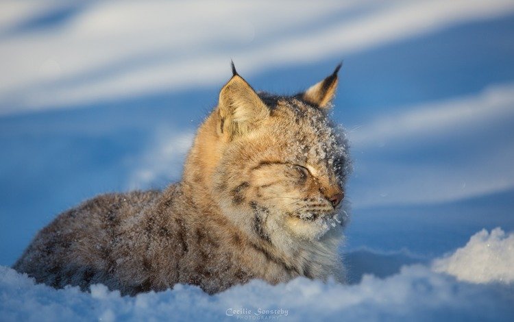 морда, снег, зима, рысь, хищник, дикая кошка, face, snow, winter, lynx, predator, wild cat