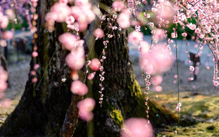 природа, дерево, цветение, весна, сакура, nature, tree, flowering, spring, sakura