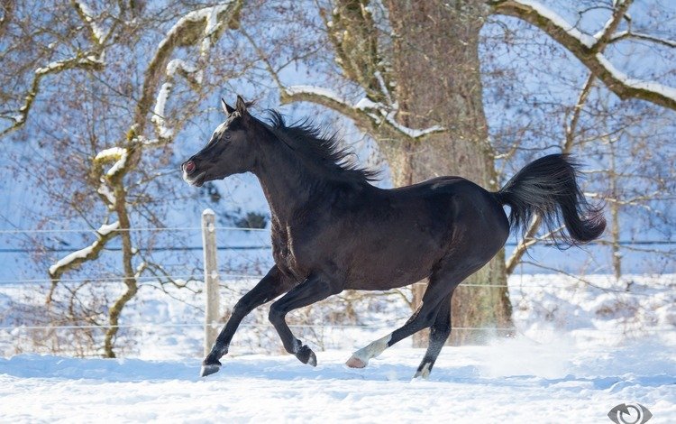 лошадь, (с) oliverseitz, зима, конь, грива, бег, жеребец, скакун, вороной, грация, horse, (c) oliverseitz, winter, mane, running, stallion, crow, grace