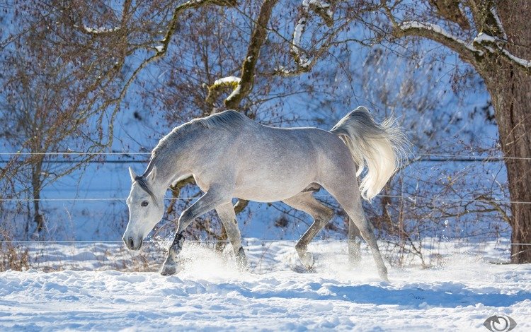 лошадь, деревья, снег, зима, конь, хвост, horse, trees, snow, winter, tail