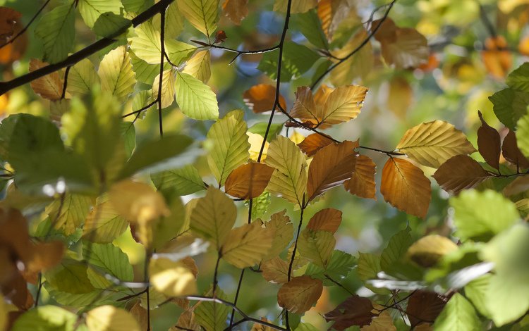 природа, листья, макро, ветки, осень, вяз, nature, leaves, macro, branches, autumn, elm
