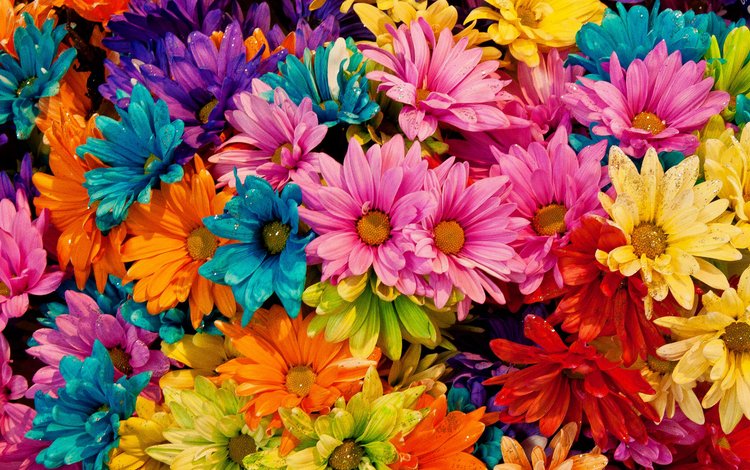 цветы, лепестки, разноцветные, маргаритки, tina logan, colored daisies, flowers, petals, colorful, daisy
