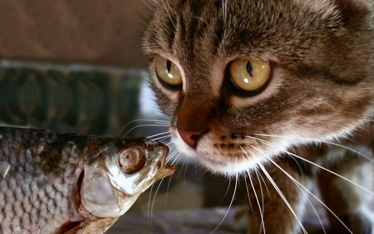 кот, мордочка, кошка, взгляд, рыбка, рыба, cat, muzzle, look, fish
