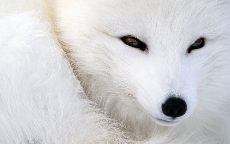 глаза, мордочка, взгляд, животное, песец, полярная лисица, eyes, muzzle, look, animal, fox, polar fox