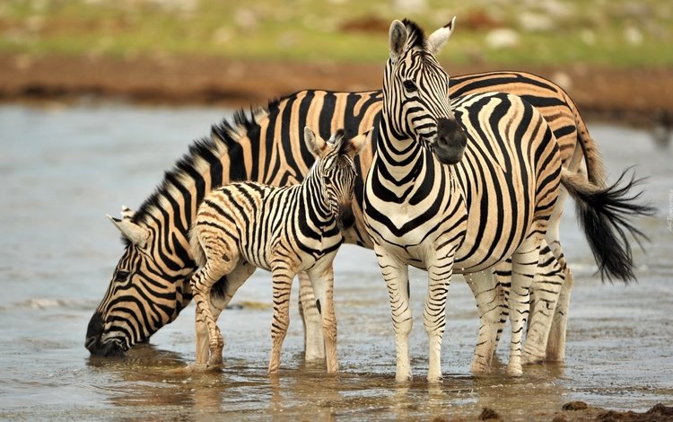 вода, зебра, животные, водопой, зебры, water, zebra, animals, drink