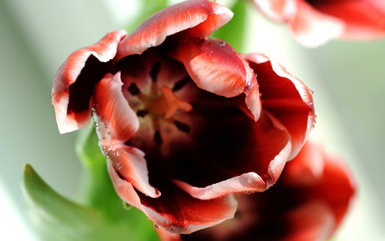 макро, цветок, роса, капли, бутон, тюльпан, macro, flower, rosa, drops, bud, tulip