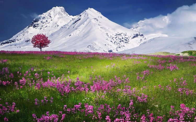 небо, альпы, цветы, трава, горы, снег, дерево, поле, луг, the sky, alps, flowers, grass, mountains, snow, tree, field, meadow