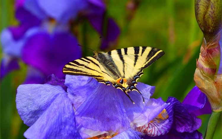 цветы, насекомое, бабочка, весна, синие, ирисы, flowers, insect, butterfly, spring, blue, irises