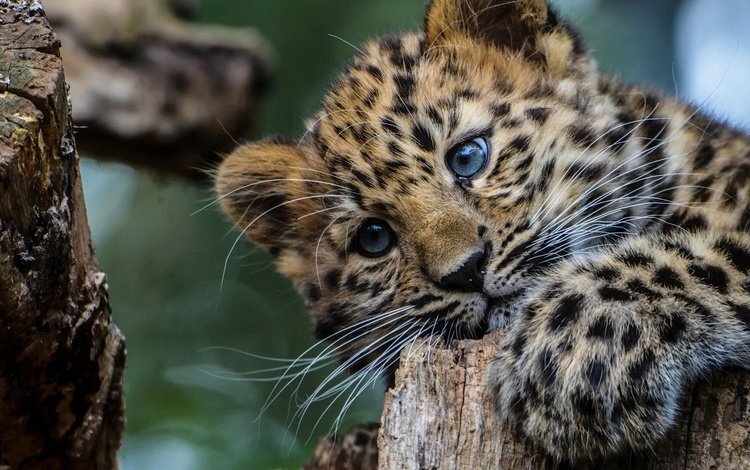 глаза, дерево, взгляд, леопард, большая кошка, леопарды, детеныш, eyes, tree, look, leopard, big cat, leopards, cub