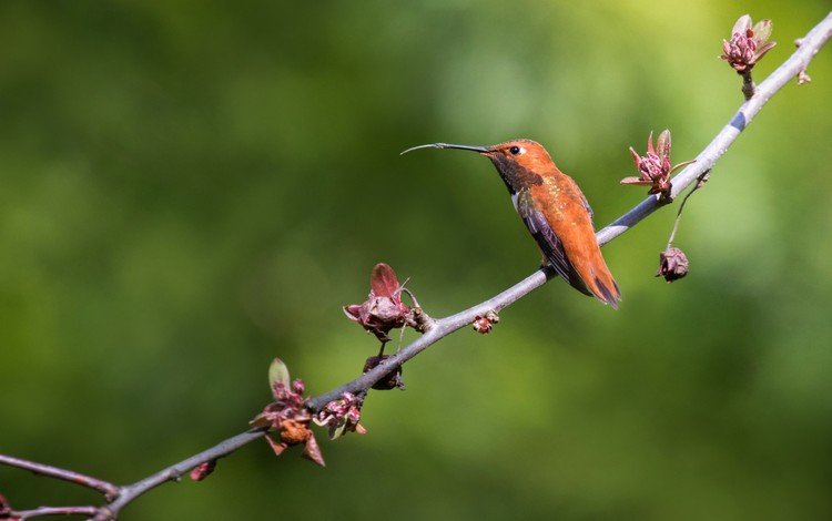 ветка, природа, фон, птица, клюв, перья, колибри, branch, nature, background, bird, beak, feathers, hummingbird