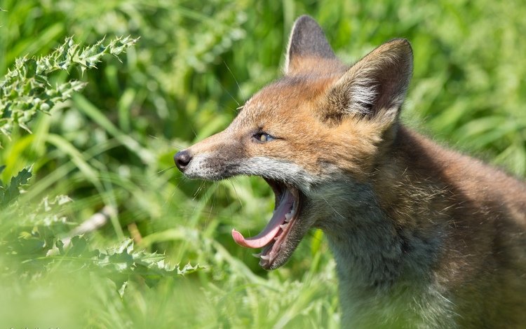 лиса, оскал, лис, зевок, fox, grin, yawn