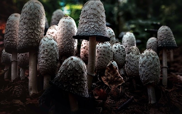 природа, фон, грибы, шляпки, nature, background, mushrooms, hats