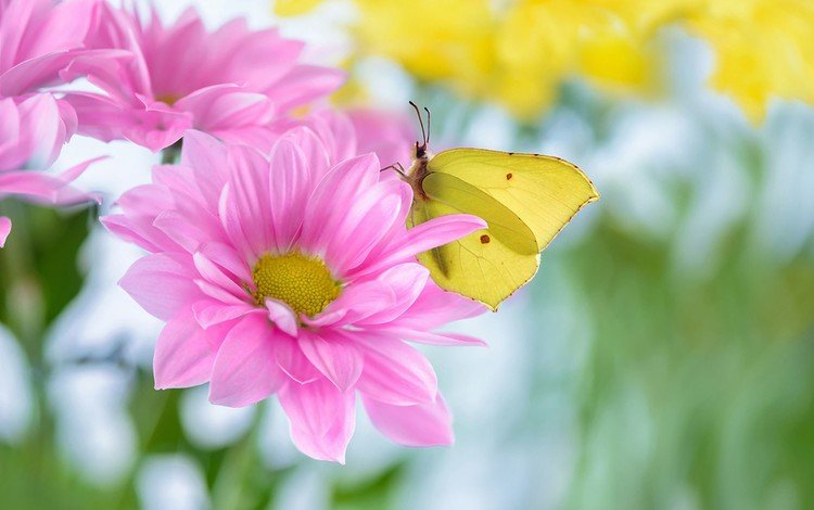 цветы, насекомое, лето, лепестки, бабочка, flowers, insect, summer, petals, butterfly