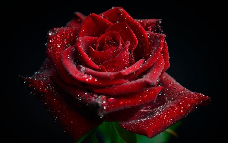 цветок, капли, роза, лепестки, черный фон, красная роза, elly tjiasmanto, flower, drops, rose, petals, black background, red rose