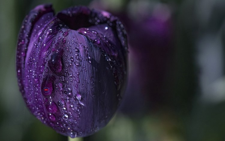 вода, макро, цветок, капли, фиолетовый, весна, тюльпан, water, macro, flower, drops, purple, spring, tulip